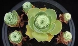 今日爆料模板山地玫瑰,大自然的瑰宝，探寻其神秘魅力